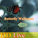 zr.gsg.butterfly