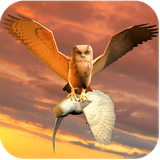 com.clan.of.owls