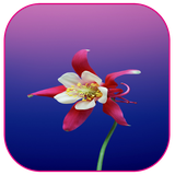 com.khamarnache.springflowerswallpapers.offline