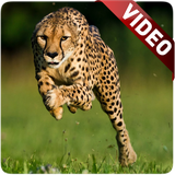 com.moyleg.cheetah