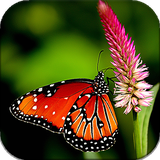 com.blwp.butterfly