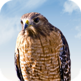 com.leafgreen.hawk