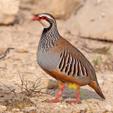 com.reclamodeperdiz