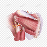 com.example.aclandsanatomy