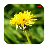 ir.appwork.livewallflowersa