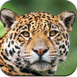 com.hd.animalwallpapers.animals.birds.beautiful.backgrounds.wallpaper