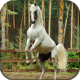 com.blwp.horses