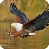com.eagle.wallpaper.eagledulalwallpaper