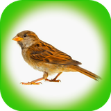 Sparrows.irani