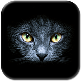 com.BlackCatsLiveWallpaperApp