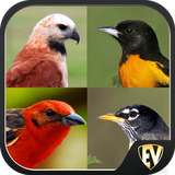 com.eduven.ld.dict.birdanimal