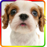 pl.infinzmedia.sniffingpetsfree