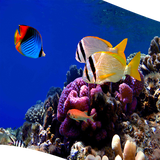 com.anjelapp.mahi