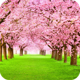 com.bloomingtree.wallpaper.bloomingtreebestwallpaper