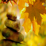 com.autumn.hamaz