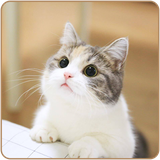 com.rsoft.cutecat.hdwallpapers