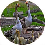 com.khorshid_ht.parvareshghaz