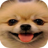 ir.tinasoft.dog_care_at_home