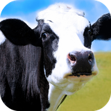 com.leafgreen.cow