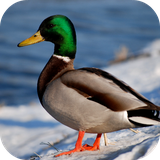 com.leafgreen.duck