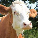 com.qanjerumbi.cow.wallpaper