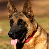 com.cowgame.BelgianMalinois