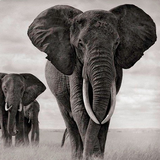 com.Infinity.elephant