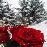 com.amanrajapps.winterrosee