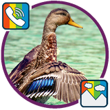 com.duck.ringtones