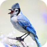 com.leafgreen.bluejay