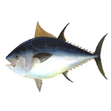 com.pishtaz.parvareshmahi