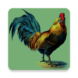 eu.zstoyanov.roostersounds