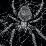 com.leafgreen.spider