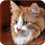 com.cutecats.qualitywallpapers