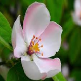 faoz.flowers
