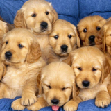 com.wallpaper.wallpapers.WallpaperswithCutePuppiesAndCuteAnimals