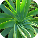 plantasmedicinales.medicinalplants.hiervasmedicinales