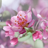 com.amaxlwps.cherryblossom
