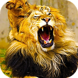 com.blwp.lion