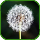 com.hdw.dandelionlivewallpaper
