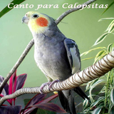 com.canto.lucio.calopsita