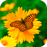 com.amazingbackgrounds.springwallpapers