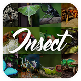 com.zephyrzonestudios.insectencyclopedia