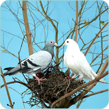 com.gabut.Pigeon