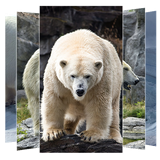 com.suviapps.polarbearwallpapers.wallpapers.polarbears
