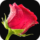 com.Redrose.wallpaper.flower.background.wallpaper