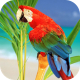 parrotsfromriolwp.ezz.com