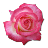 com.hormozganmag.flower