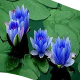 com.anjelapp.nabi