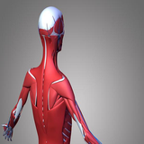 com.pishtaz.anatomy